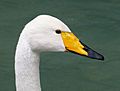 Cygnus cygnus, Whooper Swan, Singschwan