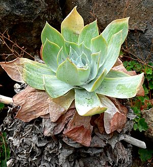 Dudleya pulverulenta 1.jpg