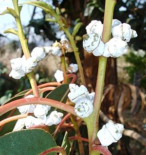 E. cordata, buds