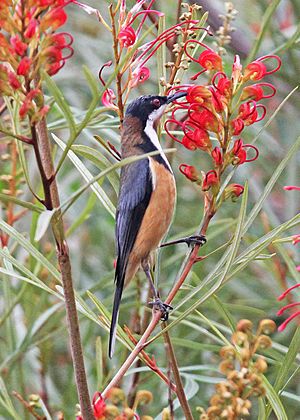 Eastern Spinebill JCB