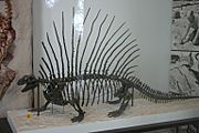 Edaphosaurus boanerges