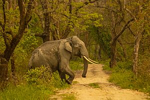 Elephant Crossing Road