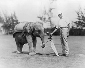 Elephant caddy