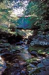 FORGE COVERED BRIDGE.jpg