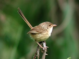 Female Red-backed Fairywren samsonvale.JPG