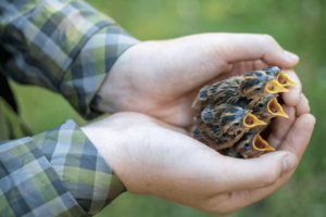 Five aquatic warbler chicks