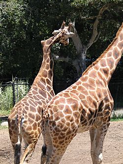 Gemima the Crooked Giraffe (Santa Barbara Zoo, 18 June 2005)