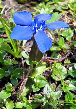 Gentiana-verna2