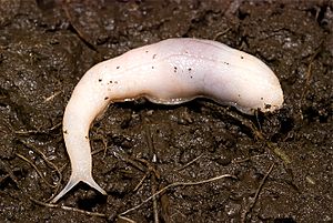 Ghost Slug adult