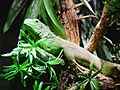 GreenIguana