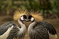 Grey-crowned-crane