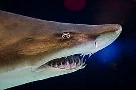 Grey nurse shark 2