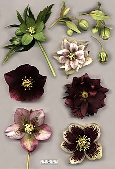 Hellebore flowers