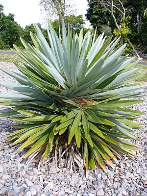 Hemithrinax ekmaniana.jpg