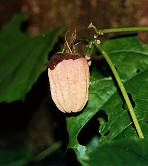 Hibiscadelphus giffardianus fruit trim