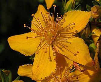 Hypericum-perforatum-250605-1