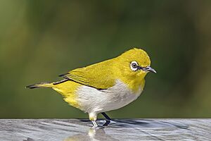 Indian white-eye (Zosterops palpebrosus egregius).jpg