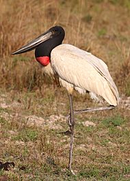 Jabiru (Jabiru mycteria) 2 cropped