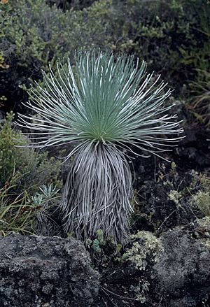 Kahuku silversword2.jpg