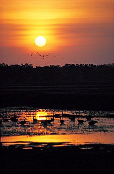 Kakadu 1330