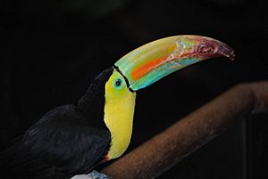 Keel-Billed Toucan at Beardsley Zoo