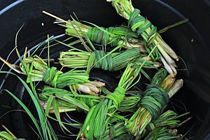 LEMON GRASS (8313631600)