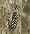 Ladder-backed Woodpecker Tex