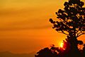 Lamington national park sunset