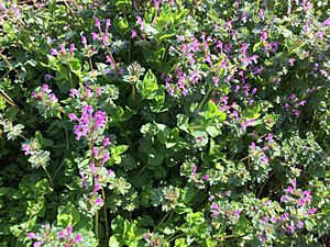 Lamium purpureum Oklahoma