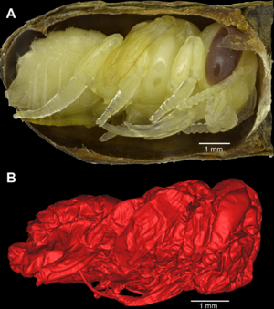 Leafcutter bee pupae.png