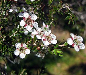 Leptospermum novae-angliae.jpg