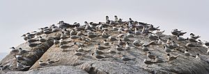 Lesser crested terns at Muzhappilangad beach