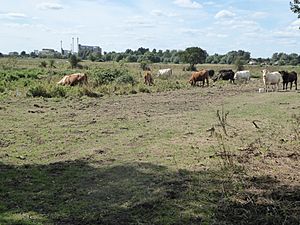 Limpenhoe Meadows 3.jpg