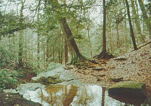 Linn Run State Park Waterhole