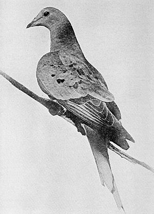 Martha last passenger pigeon 1914.jpg