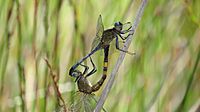 Mating Orthetrum boumiera (49698617022)