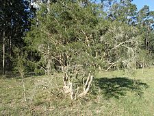 Melaleuca alternifolia habit