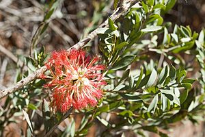 Melaleuca macronychia flowers.jpg