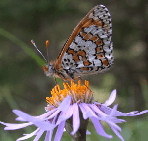 Melitaea cinxia