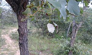 Mophane Worm eggs