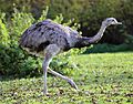 Nandu Rhea americana Tierpark Hellabrunn-1.jpg