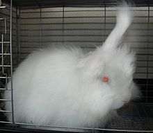 Nihonangora