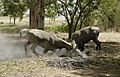 Nilgais fighting, Lakeshwari, Gwalior district, India