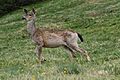 Odocoileus hemionus 5432