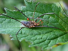 Phalangium opilio bl