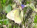 Pink-edged Sulphur, PE County.jpg