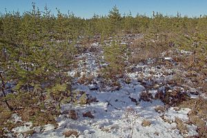 Pinus banksiana NOAA