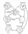 Plastid development cycle 