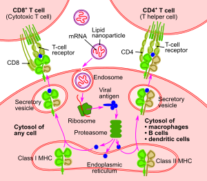 RNA vaccine-en