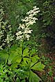 Rodgersia podophylla 4587